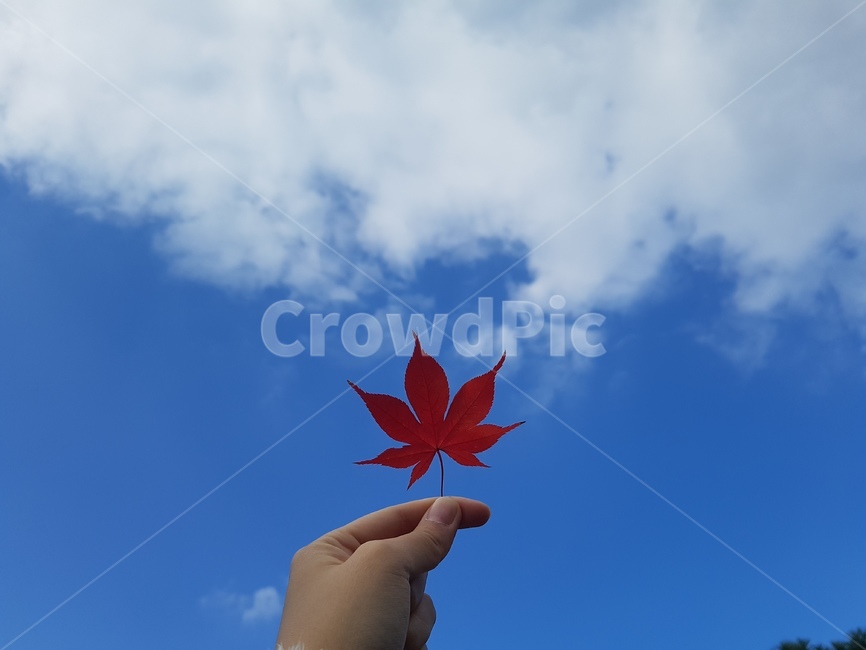 단풍잎,단풍,하늘,가을,구름,가을,계절,fall,autumn,season,사람,인물,인간,human,person,신체일부,몸,body,plant,식물,leaf,잎,tree,나무