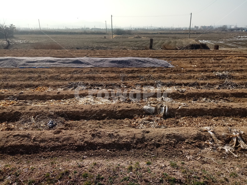밭,자연,흙,옥외,land,옥토,밭농사,농업,농사,agriculture,farming,farming industry