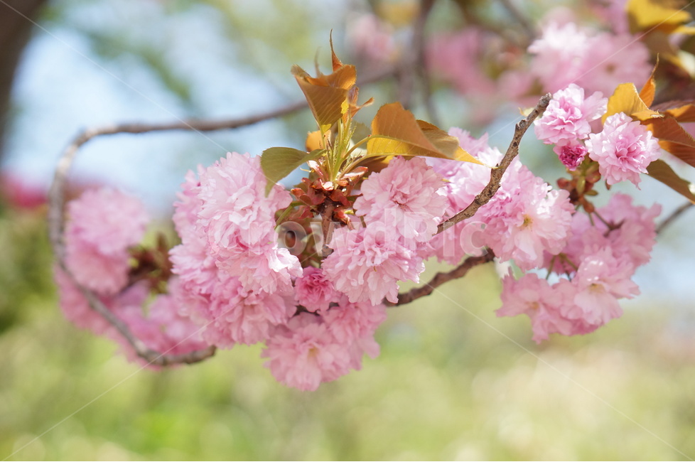 왕벚꽃,겹벚꽃,봄,풍경,핑크,나무,봄,계절,spring,season,식물,자연,plants,nature,꽃,flower,plant,blossom