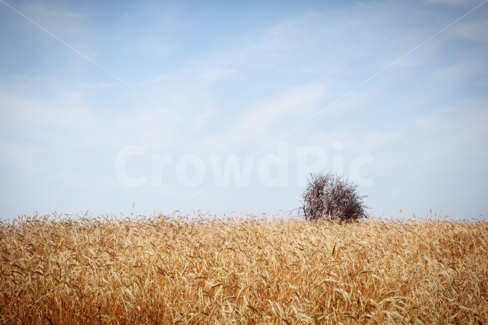 호밀밭,안성팜랜드,아련한,하늘,sky,풍경,자연,감성,자연,풍경,nature,landscape,가을,계절,fall,autumn,season,plant,식물