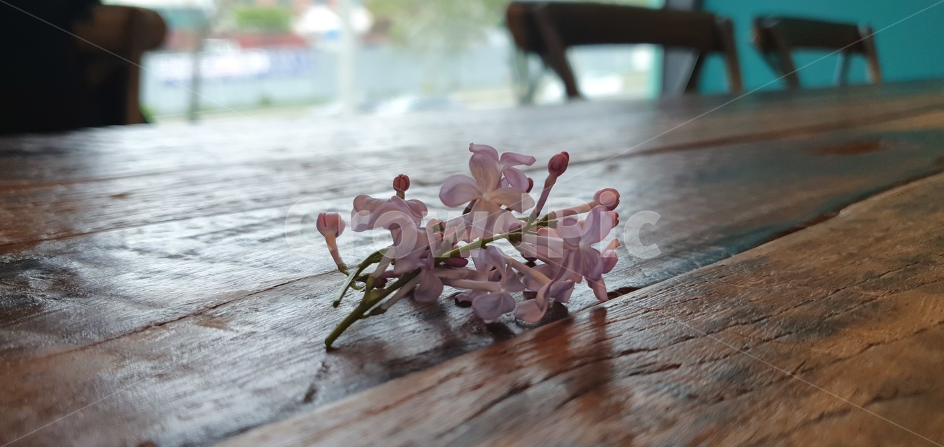 꽃,flower,카페,벚꽃,식물,blossom
