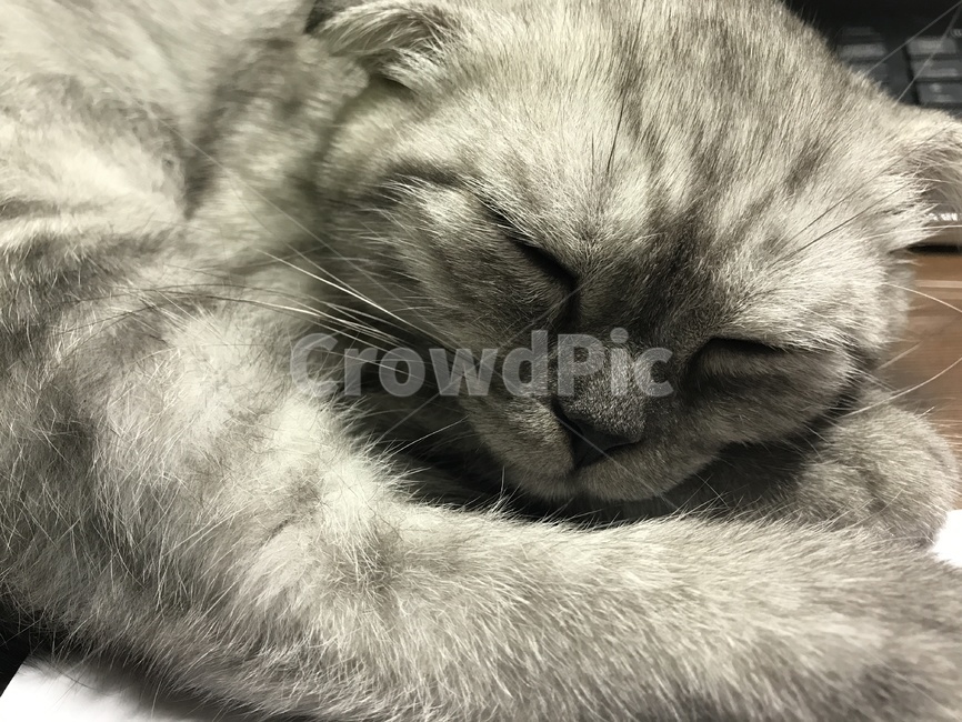 고양이,잠,냥냥이,귀여움,휴식,동물,animal,포유류,mammal,고양이,cat,kitten,kitty