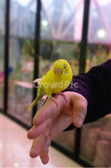 새,손,조류,노란새,bird,동물,animal,조류,새,birds,사람,인물,인간,human,person,신체일부,몸,body
