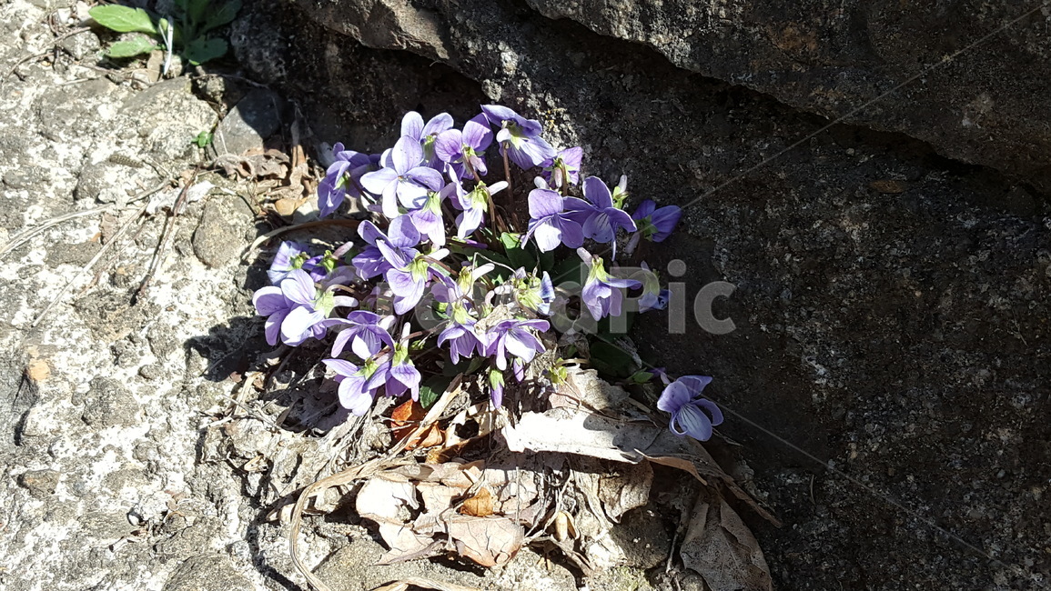 식물,자연,야생화,제비꽃,보라색,식물,자연,plants,nature,꽃,flower