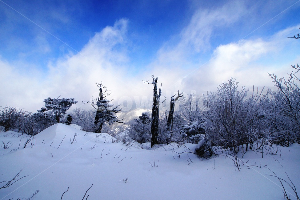 덕유산,설경,푸른하늘,눈,상고대,무주,주목,겨울,계절,winter,season,자연,풍경,nature,landscape,outdoors,옥외,tree,나무,fir,전나무,plant,식물