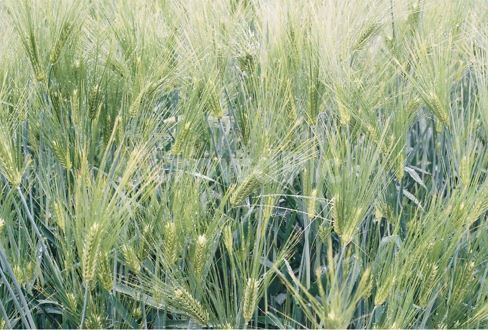 청보리,보리,감성,보리밭,여름,필름,식물,자연,plants,nature,곡류,곡식,cereals,산업,industry,industrial,농업,농사,agriculture,farming,farming industry