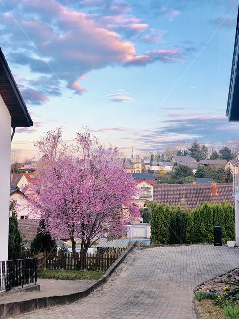 벚꽃,마을,하늘,구름,노을,해질녘,유럽,집,분홍,cherryblossom,village,sky,cloud,sunset,blue,pink,skyblue,europe,house,town