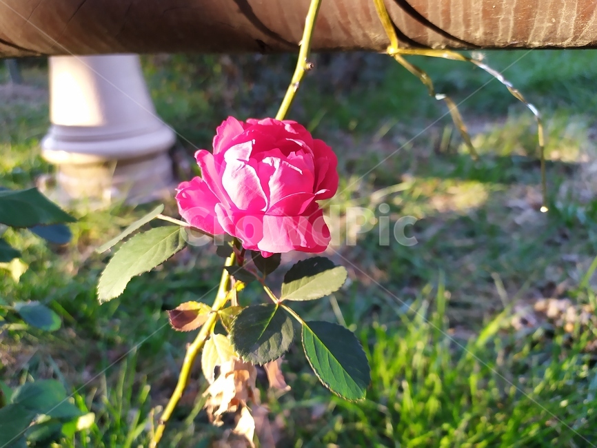 garden,정원,outdoors,옥외,꽃,장미,rose,flower,식물,자연,plants,nature,꽃,flower