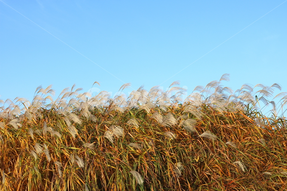 억새,자연,풍경,가을,축제,억새축제,들풀,하늘공원,공원,하늘,가을,계절,fall,autumn,season,grass,잔디,plant,식물,lawn