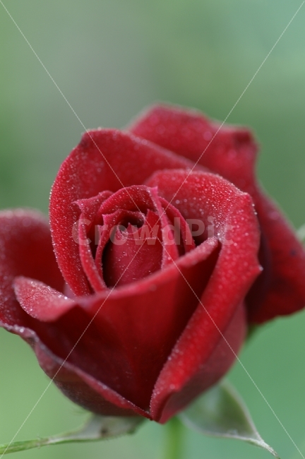 식물,꽃,장미,붉은색,붉은장미,정열,아침이슬,식물,자연,plants,nature,꽃,flower