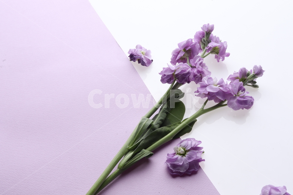 꽃,봄,보라색,flower,studio,예쁜,봄꽃,스튜디오