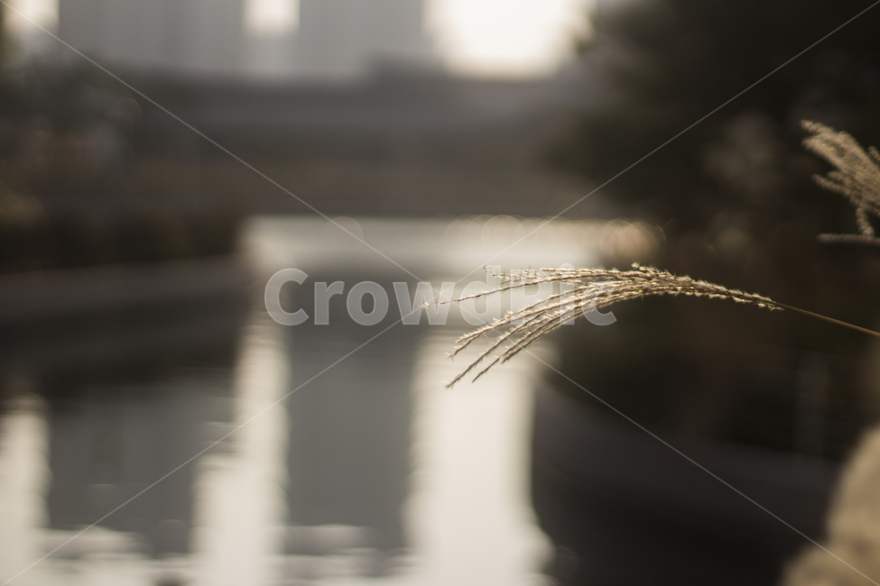 갈대,가을,오후,공원,햇살,아웃포커싱,가을,계절,fall,autumn,season,grass,잔디,plant,식물