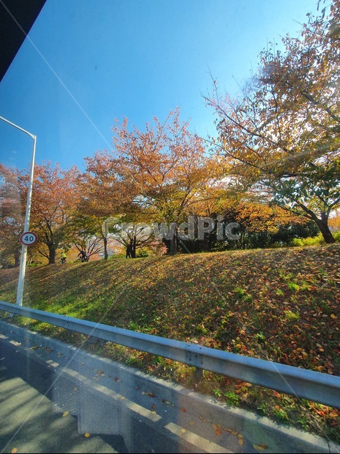 낙엽,가을,하늘,가을낙엽,산책,로드뷰,나무,파란하늘,전경,풍경,가을,계절,fall,autumn,season,자연,풍경,nature,landscape