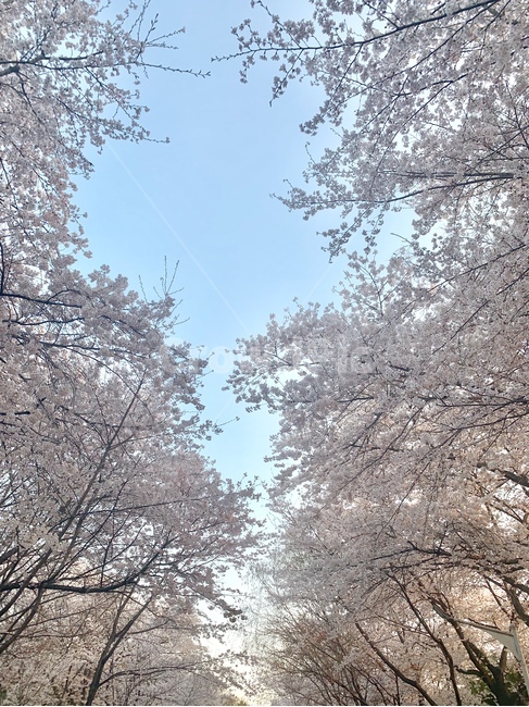 plant,식물,벚꽃,꽃,cherryblossom,blossom,flower