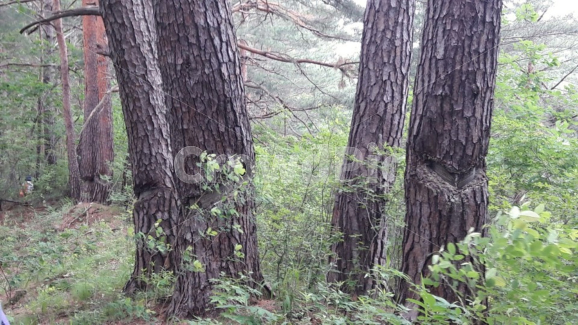 숲,나무,자연,사람,송진,식물,자연,plants,nature,나무,trees,wood