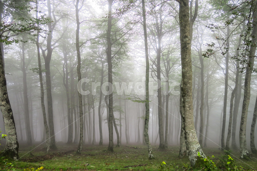 산티아고순례길,순례길,pilgrim,peregrino,순례,스페인,caminodesantiago,피레네산맥,nature,자연,outdoors,옥외,안개,fog,tree,trees,나무,숲,식물,자연,plants,nature,나무,trees,wood