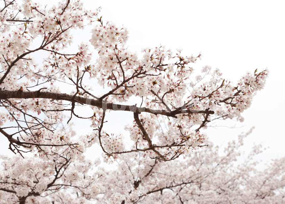 봊꽃,봄,자연,blossom,꽃,flower,식물,plant,벚꽃나무,봄,계절,spring,season