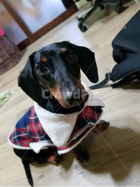 닥스훈트,강아지,애완동물,반려동물,강아지옷