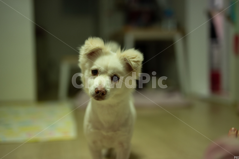 강아지,똥개,애완견,dog,멍멍이,동물,animal,포유류,mammal,개,강아지,dog,doggy