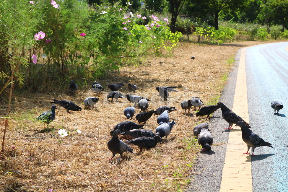 비둘기,새,조류,동물,산책길,자전거도로,도로,자연,잔디,풀,풀밭,동물,animal,조류,새,birds
