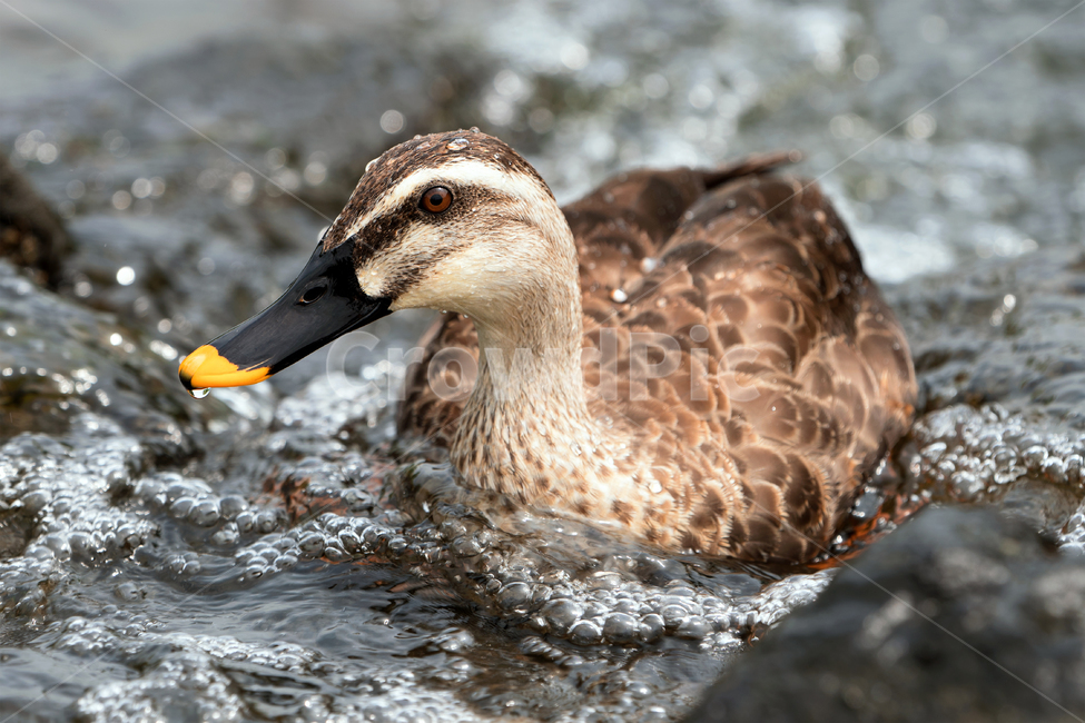 오리,흰뺨검둥오리,새,조류,동물,철새,야생동물,자연,생태,생태계,bird,duck,animal,spotbillduck,동물,animal,조류,새,birds