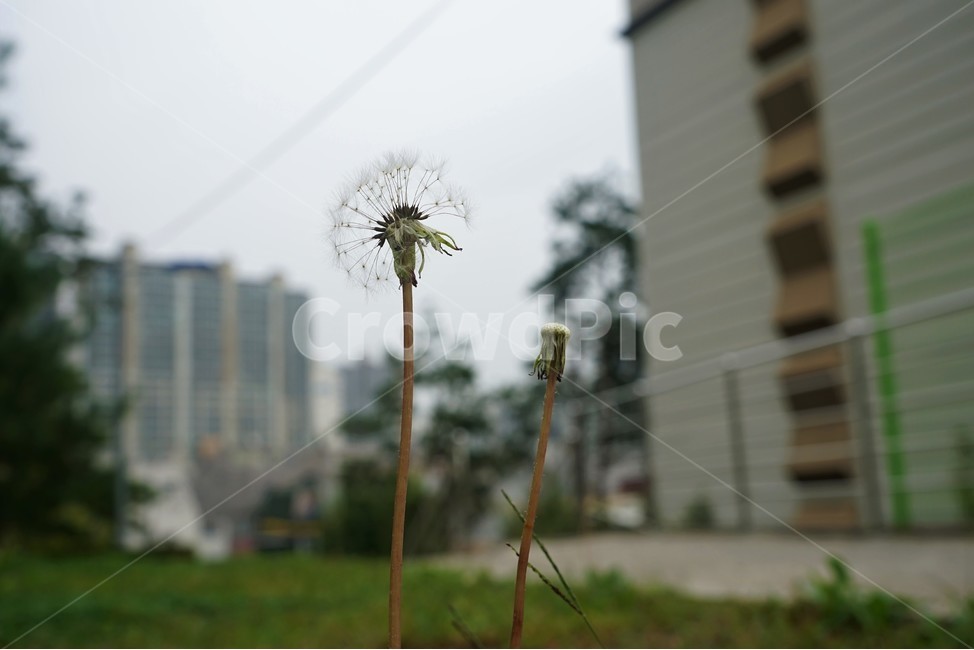 민들레,식물,홀씨,자연,녹색,아파트,식물,자연,plants,nature,꽃,flower