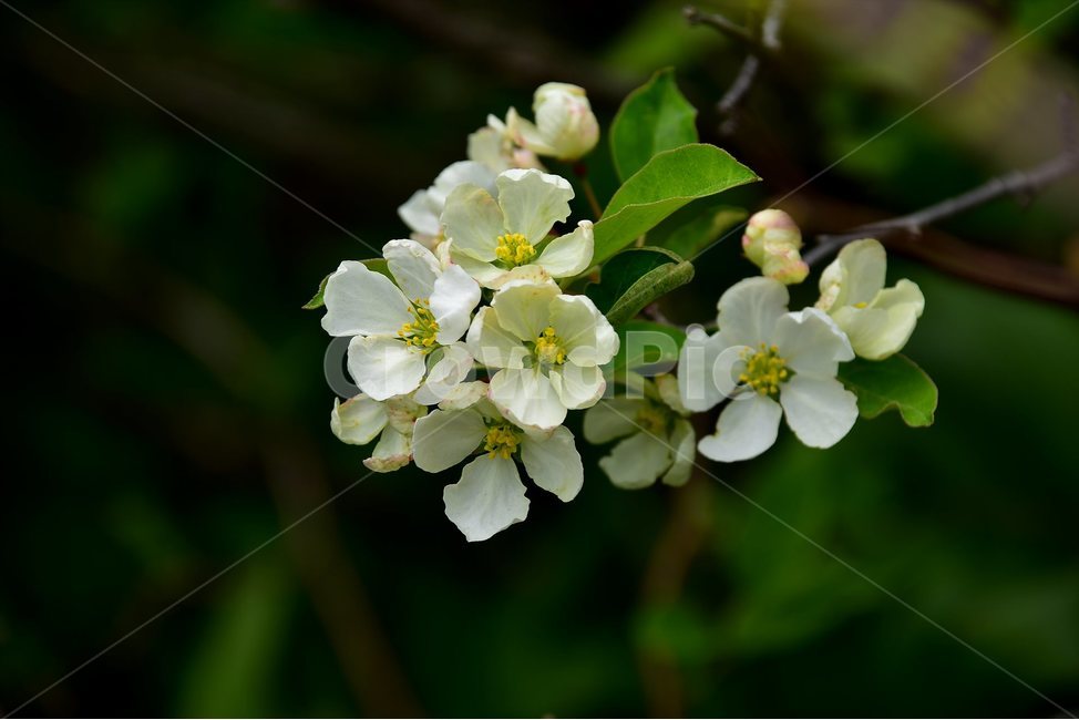 야광나무,야생화,꽃,식물,자연,생태,플라워,flower,plants,nature,식물,자연,plants,nature,꽃,flower