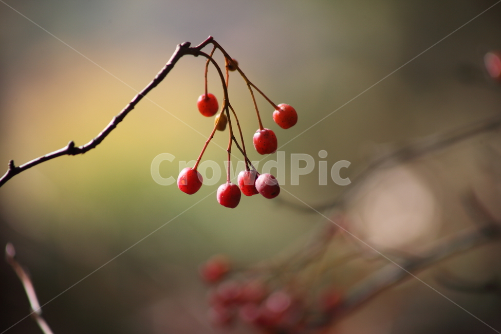나무,식물,열매,가을,fruit,식물,자연,plants,nature,과일,열매,fruit