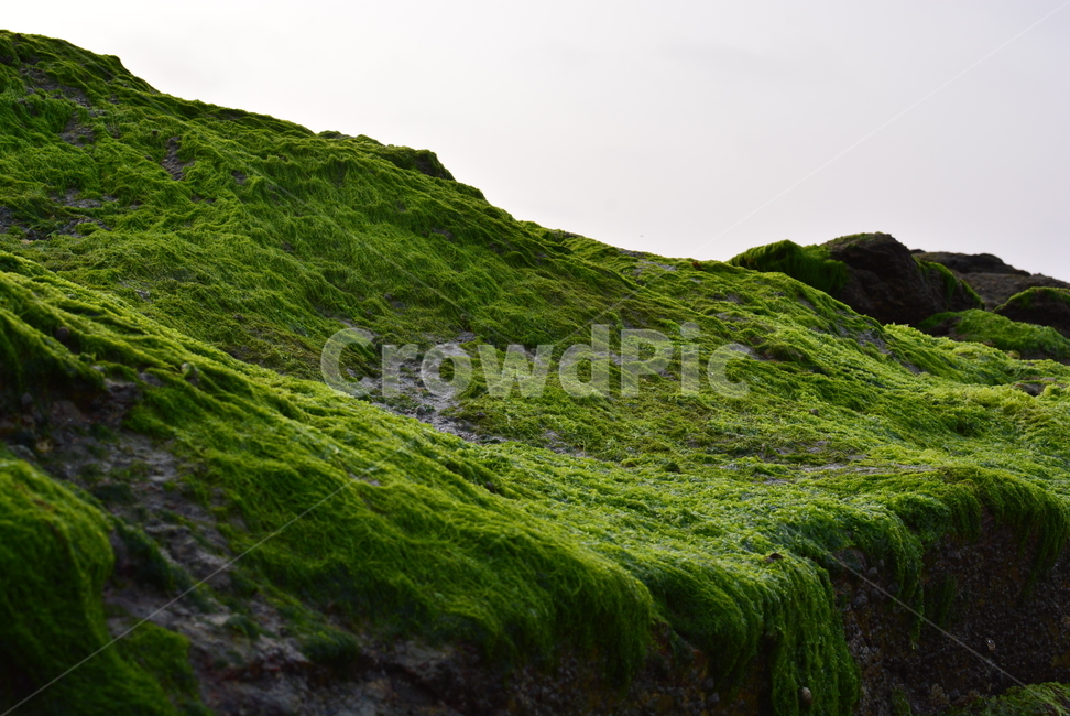 일몰,sunset,바다,감성,태양,선셋,자연,풍경,nature,landscape,plant,식물,moss,이끼