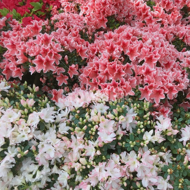 plant,식물,flower,꽃,blossom