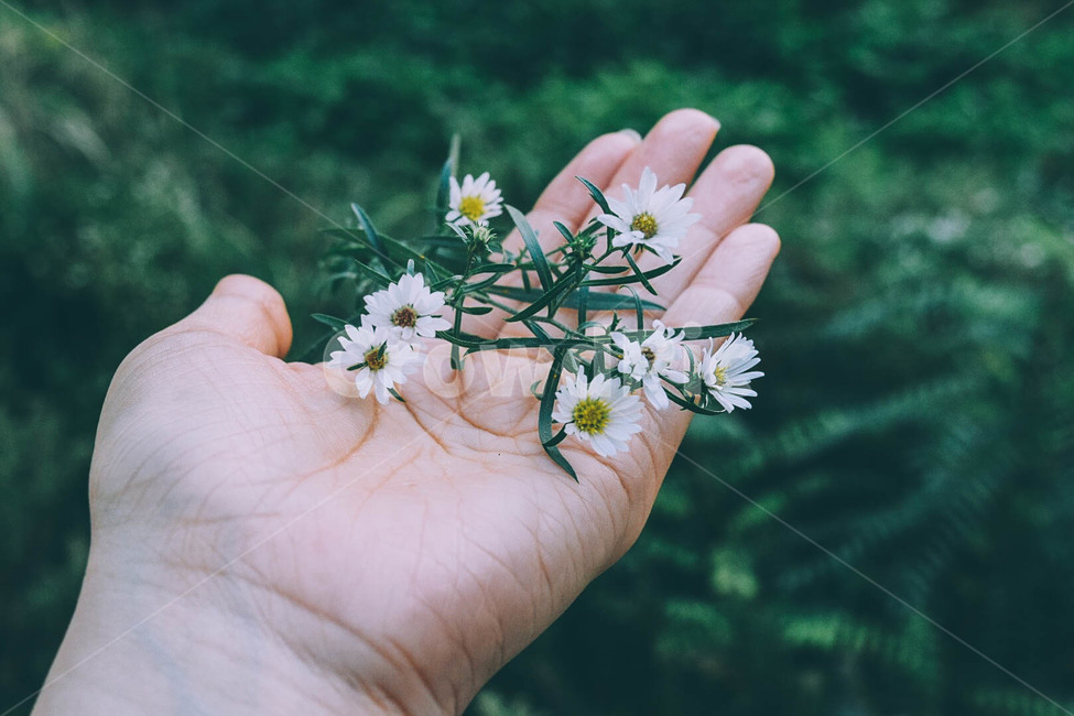 꽃,손,자연,나무,풀,하얀꽃,오후,여름,flower,nature,tree,예쁜,식물,자연,plants,nature,꽃,flower,사람,인물,인간,human,person,신체일부,몸,body,감성,sensible,feeling