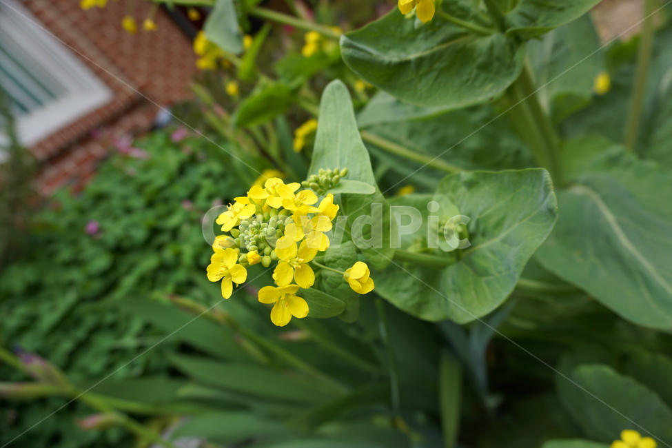 꽃,유채꽃,봄,마당,노랑,flower,yellow,들꽃