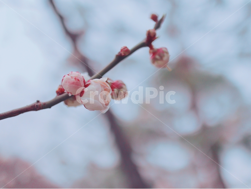 노란꽃,개나리,노란색,꽃,봄,봄,계절,spring,season,식물,자연,plants,nature,꽃,flower,plant,blossom