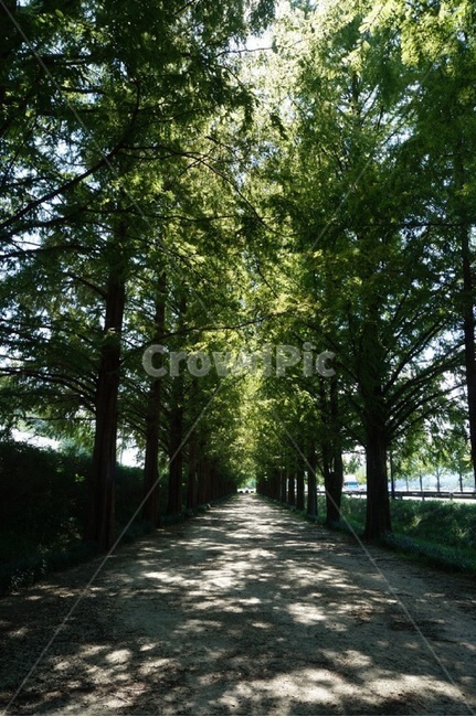 메타세콰이어,숲길,나무,가로수,풍경,식물,자연,plants,nature,나무,trees,wood
