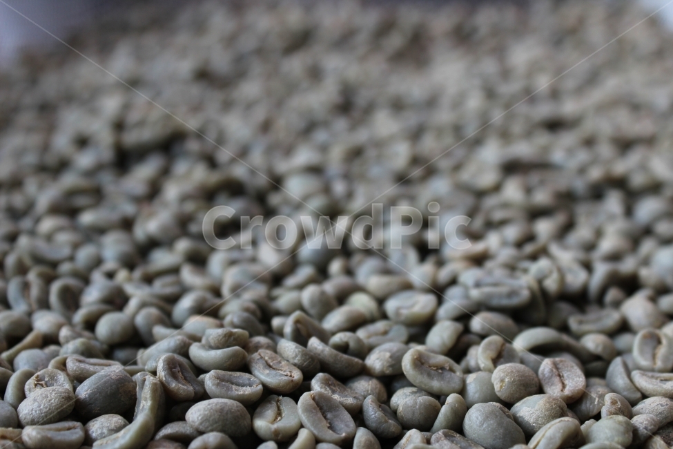 생두,카페,커피,로스팅,원두,커피,카페,coffee,cafe