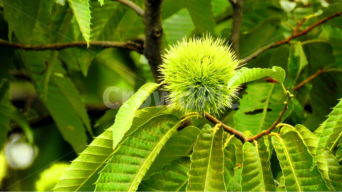 과일,열매,가을,나무,식물,식물,자연,plants,nature,과일,열매,fruit