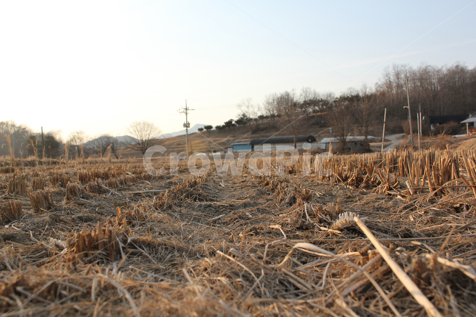 ground,바닥,soil,흙,갈색,브라운,클로즈업,자른,잘린,땅,자연,식물,논,논농사,겨울,벼베기,시골,농사,풍경,시골풍경,퍼스펙티브,농경지,벼