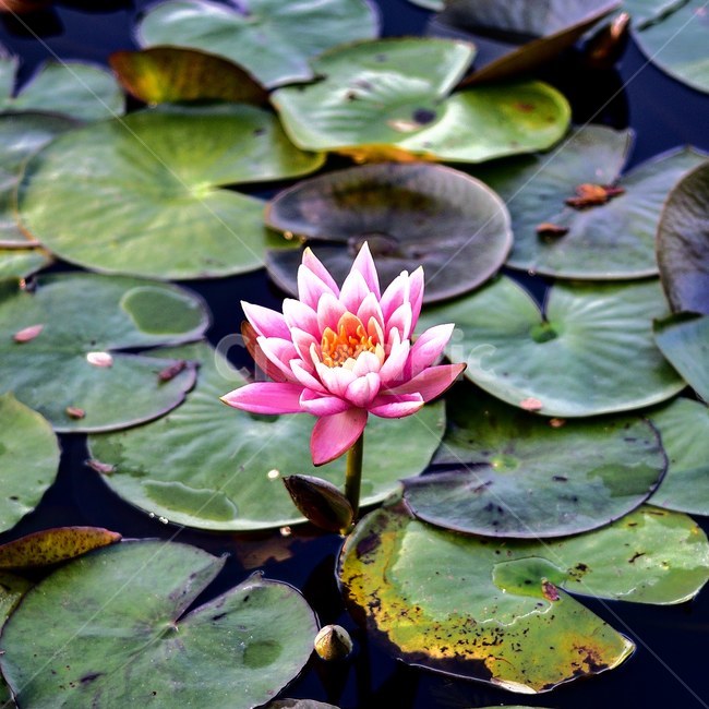 연꽃,수련,핑크,꽃,flower,plant,식물,blossom,lotus,식물,자연,plants,nature,꽃,flower