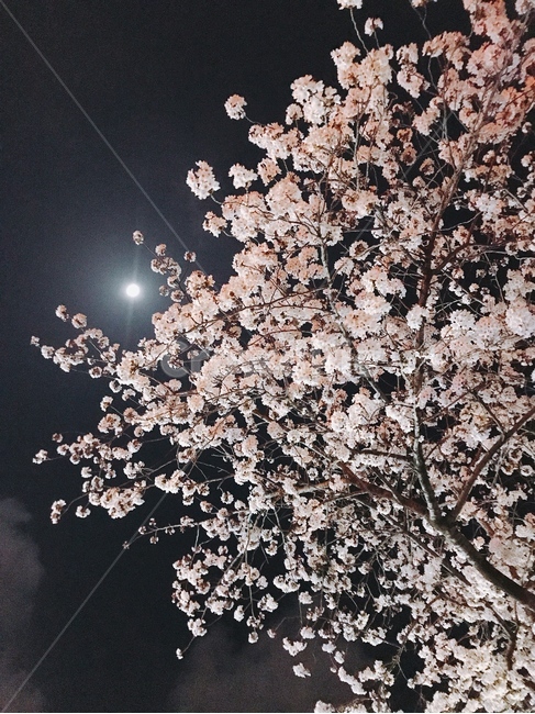 cherryblossom,blossom,꽃,벚꽃,벚꽃나무,flower