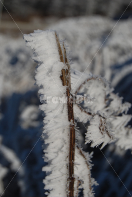 고루포기산,눈꽃,겨울,자연,공원,겨울,계절,winter,season,식물,자연,plants,nature