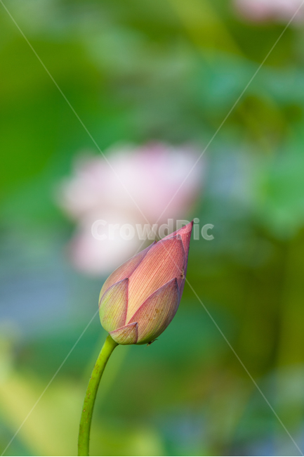 연꽃,연꽃잎,여름,담홍색,꽃,식물,정원,꽃잎,식물,자연,plants,nature,꽃,flower