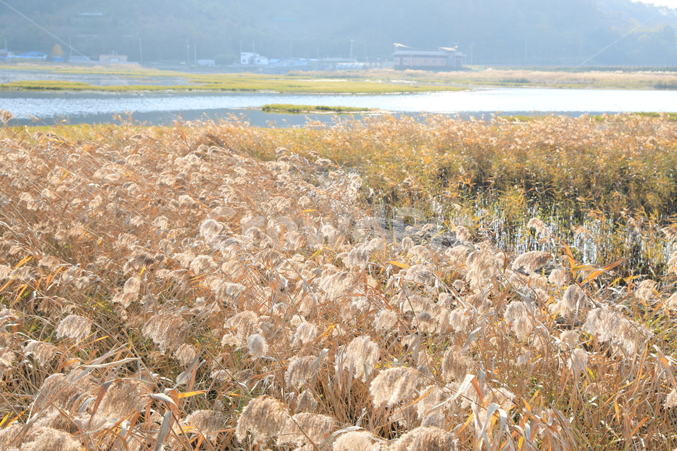 여수가사리,갈대,습지,가을,풍경,가을,계절,fall,autumn,season,자연,풍경,nature,landscape,한국자연풍경,한국자연경관,korea nature landscape,outdoors,옥외,land,땅,plant,식물