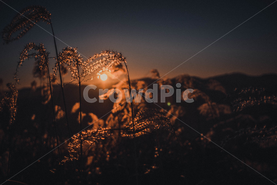 억새,가을,민둥산,산행,등산,일출,실루엣,아침,가을,계절,fall,autumn,season,식물,자연,plants,nature,light,빛,flare,플레어,outdoors,옥외