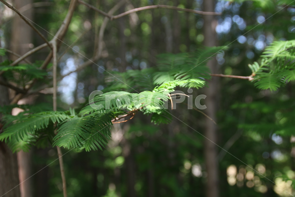 침엽수,나무,군락,needleleaftree,tree,colony,식물,자연,plants,nature,나무,trees,wood