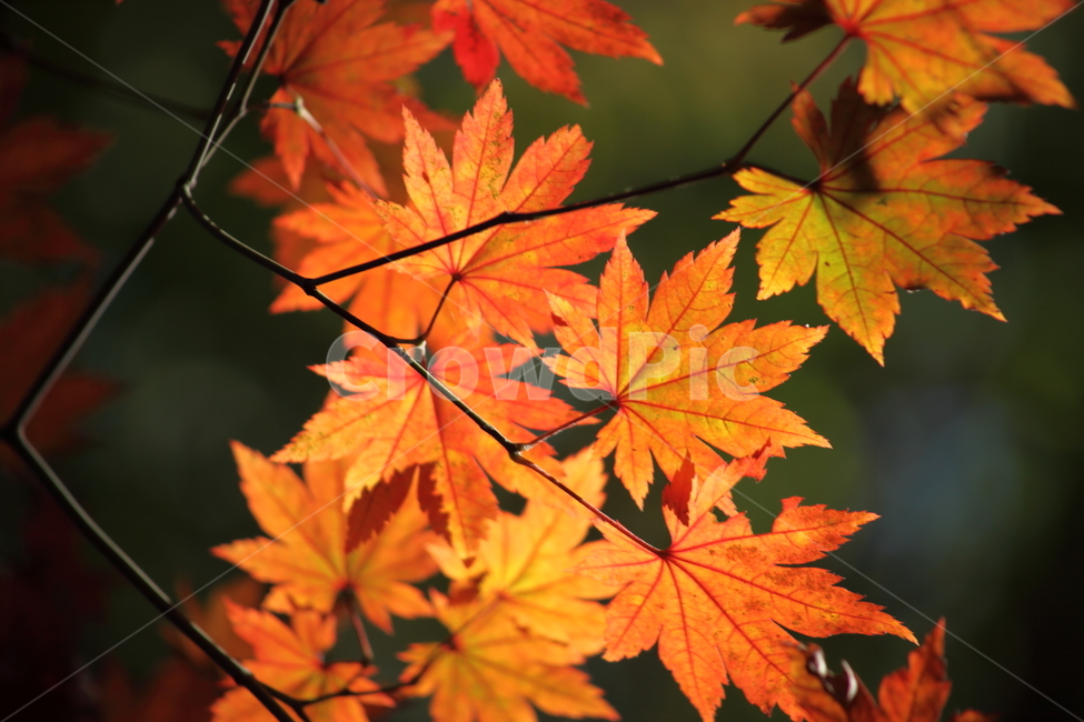 단풍,단풍나무,엽록소,가을,redleaves,가을,계절,fall,autumn,season,leaf,잎,plant,식물,tree,나무,maple