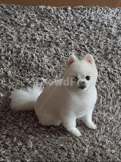 애견,반려견,강아지,포메라니언,댕댕이,동물,animal,포유류,mammal,개,강아지,dog,doggy