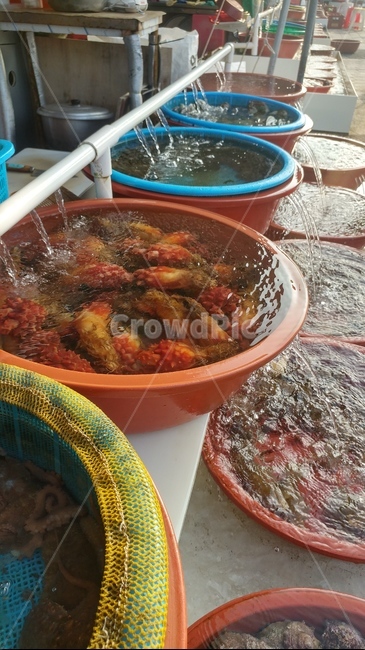 해산물,문어,개불,멍게,전복,낙지,해삼,조개,보양식,바다,부산,연화리,시장,마트,마켓,market,mart,market place,음식,식재료,요리,food,cook,meal,dishes,food reserves,수산물,해산물,fishery products,seafood