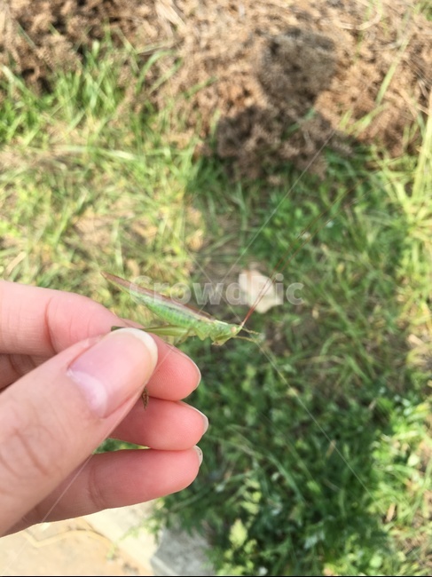 여치,곤충,곤충채집,시골,초록