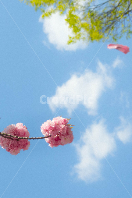 감성,감성사진,하늘,겹벚꽃,벚꽃,꽃,flower,봄,봄,계절,spring,season,자연,풍경,nature,landscape,plant,식물