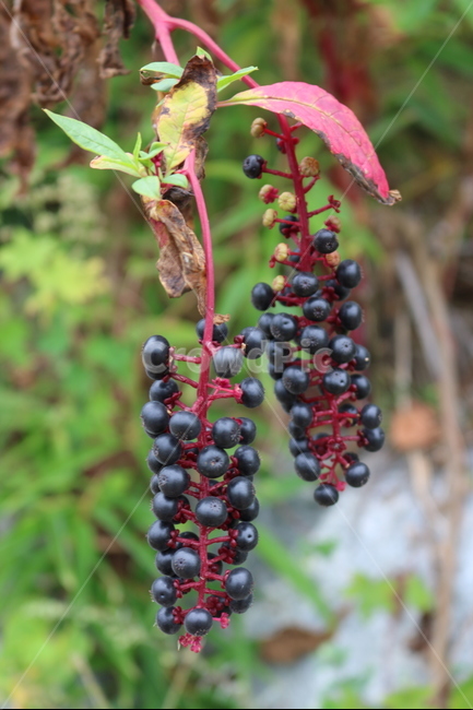 열매,야생,보라색,fruit,wild,식물,자연,plants,nature,과일,열매,fruit